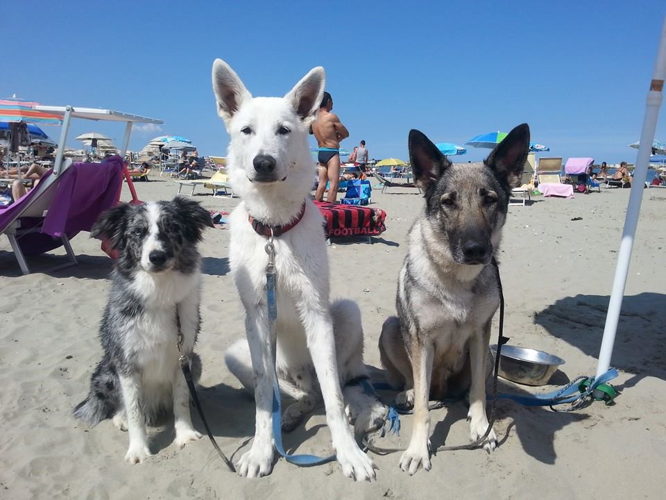 bruno at the dog beach