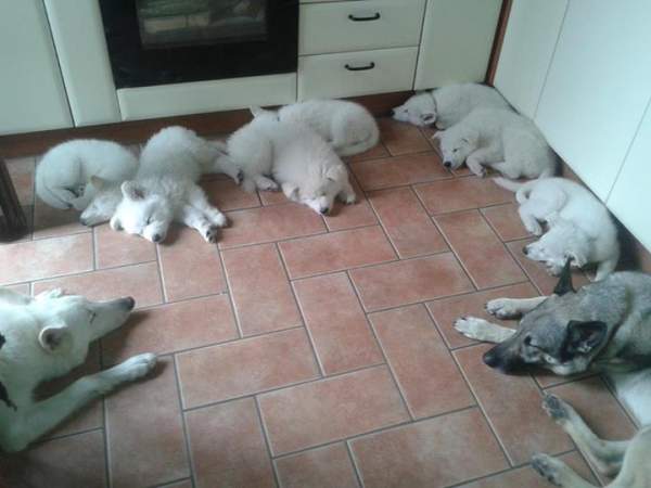 cuccioli di pastore svizzero bianco cresciuti in famiglia
