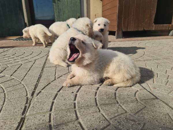 Pastore Svizzero Bianco cuccioli