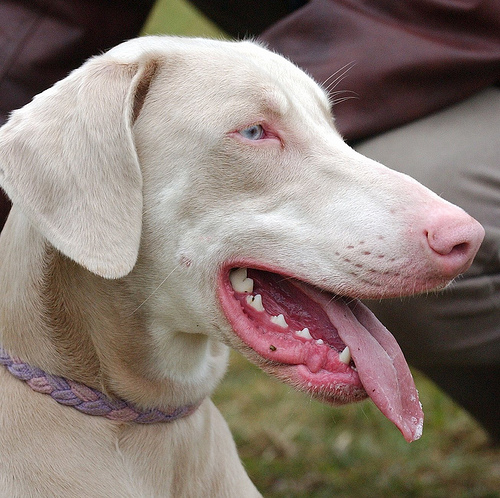 pesudo albinismo nei cani
