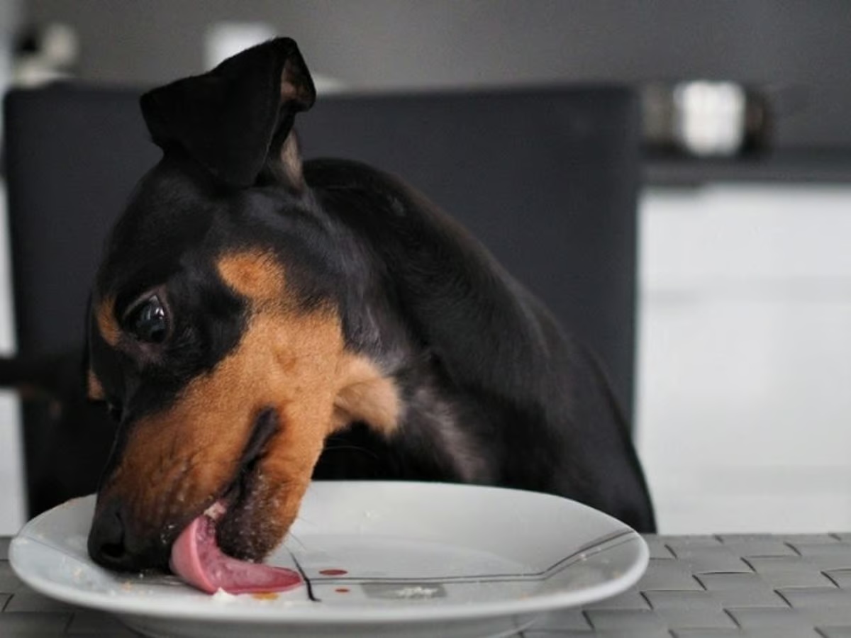 cane lecca piatto