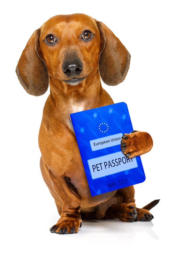 passaporto cuccioli