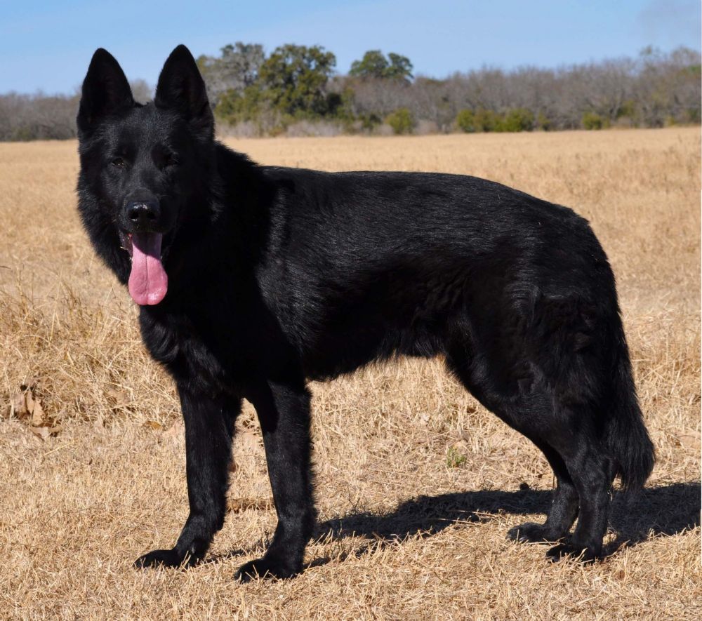 How not total black German Shepherd pups can born from two total black  parents ?!?! - BAIULAND Club Kennel