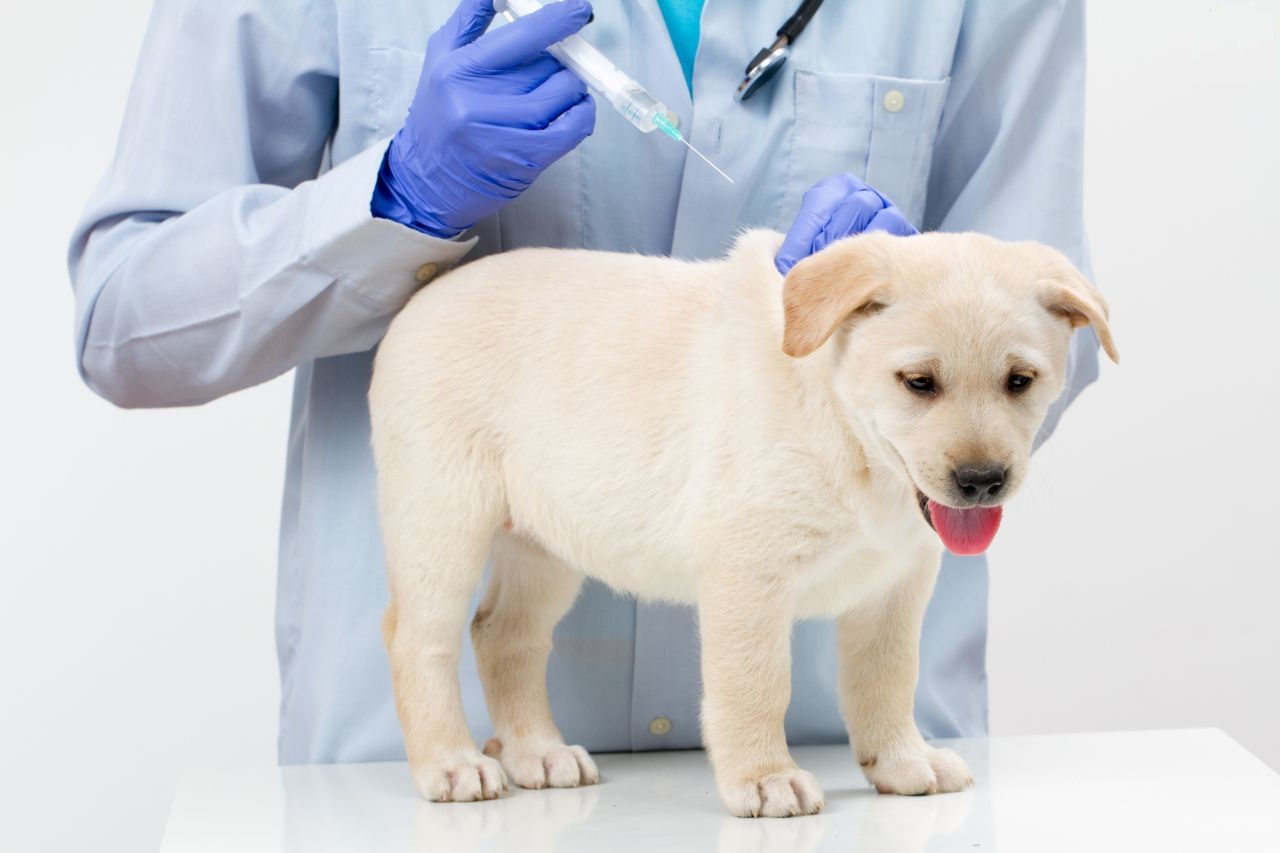 vaccinazione cucciolo